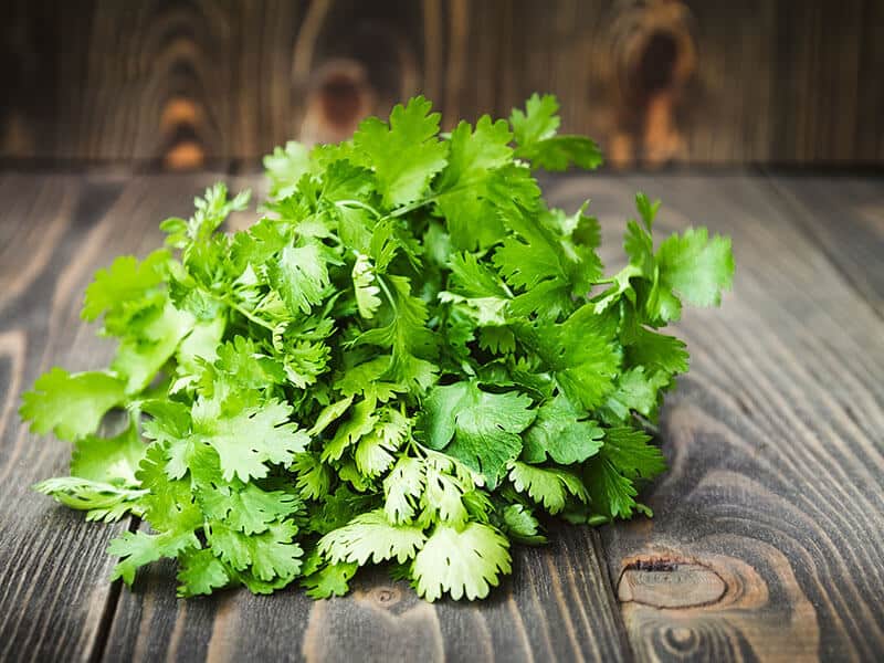 Raw Cilantro