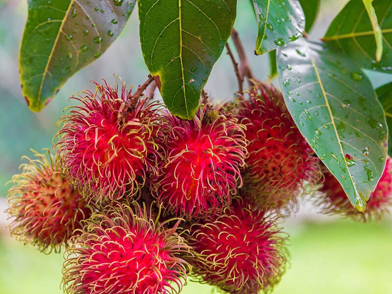 Ripe Rambutan