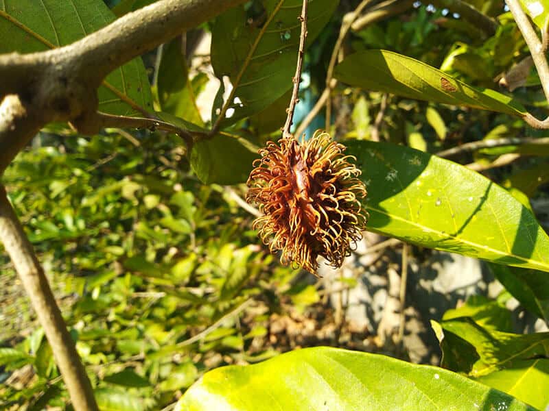 Rotten Rambutan