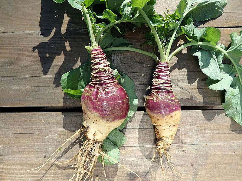 Rutabaga Crop