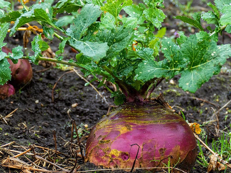 Rutabaga Rain