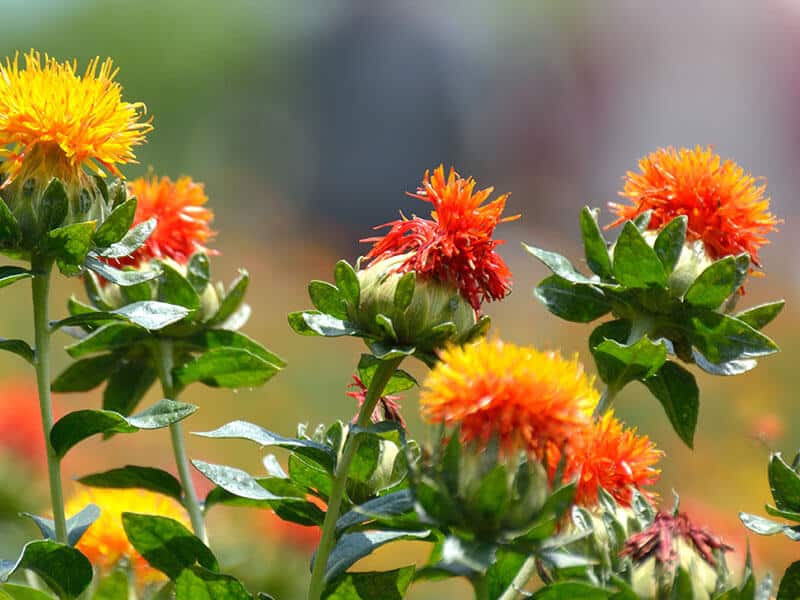 Safflower Oil