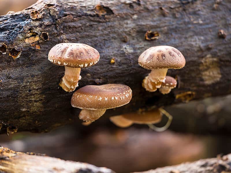Shiitake Mushrooms Logs
