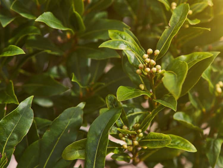 16+ Handy Bay Leaf Substitutes To Keep In Your Pantry 2023