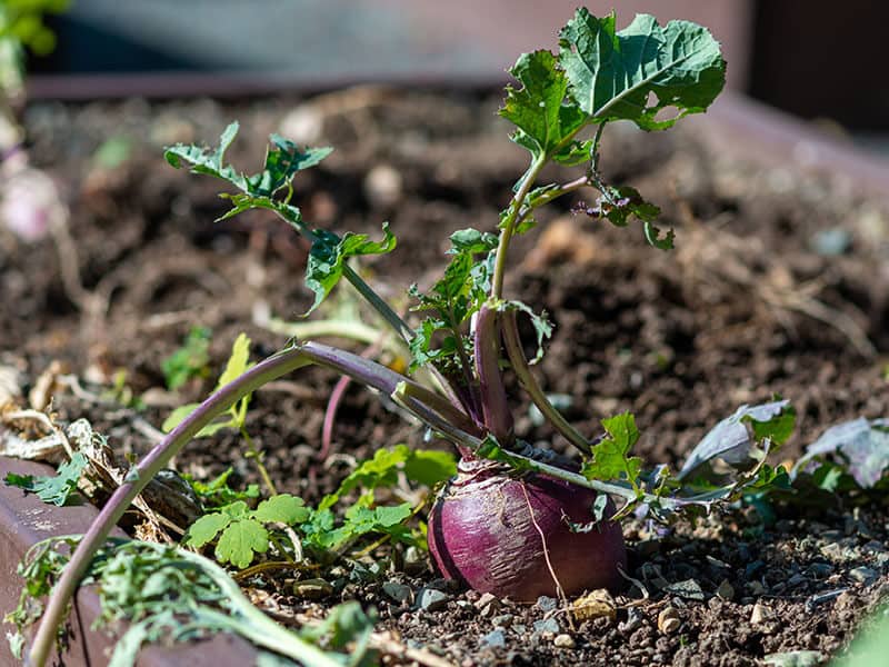 Turnip Rutabaga