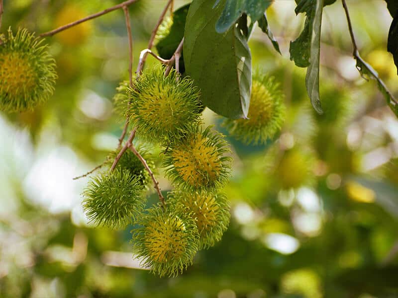 Yellow Rambutan