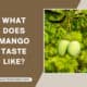 What Does Mango Taste Like