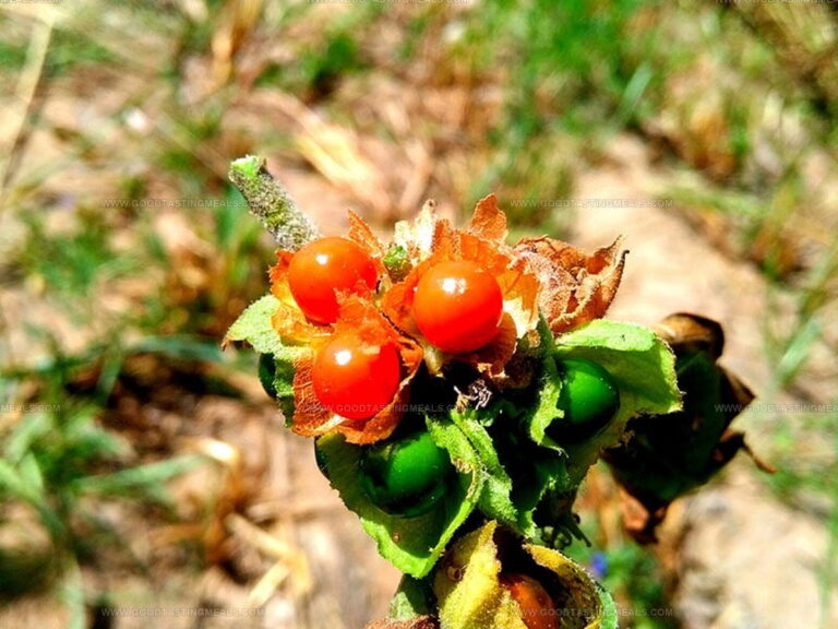 Holy Basil or Ashwagandha: Best Herbal Pick for You